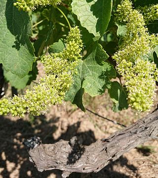 Dégustation et visite de vins au Domaine De Saumarez