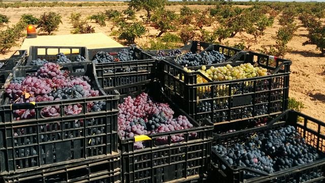 Bodegas Gratias: Family-Owned Winery in Castilla-La Mancha