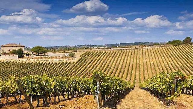 Cata de vinos y visita guiada en Azienda Agricola Casale