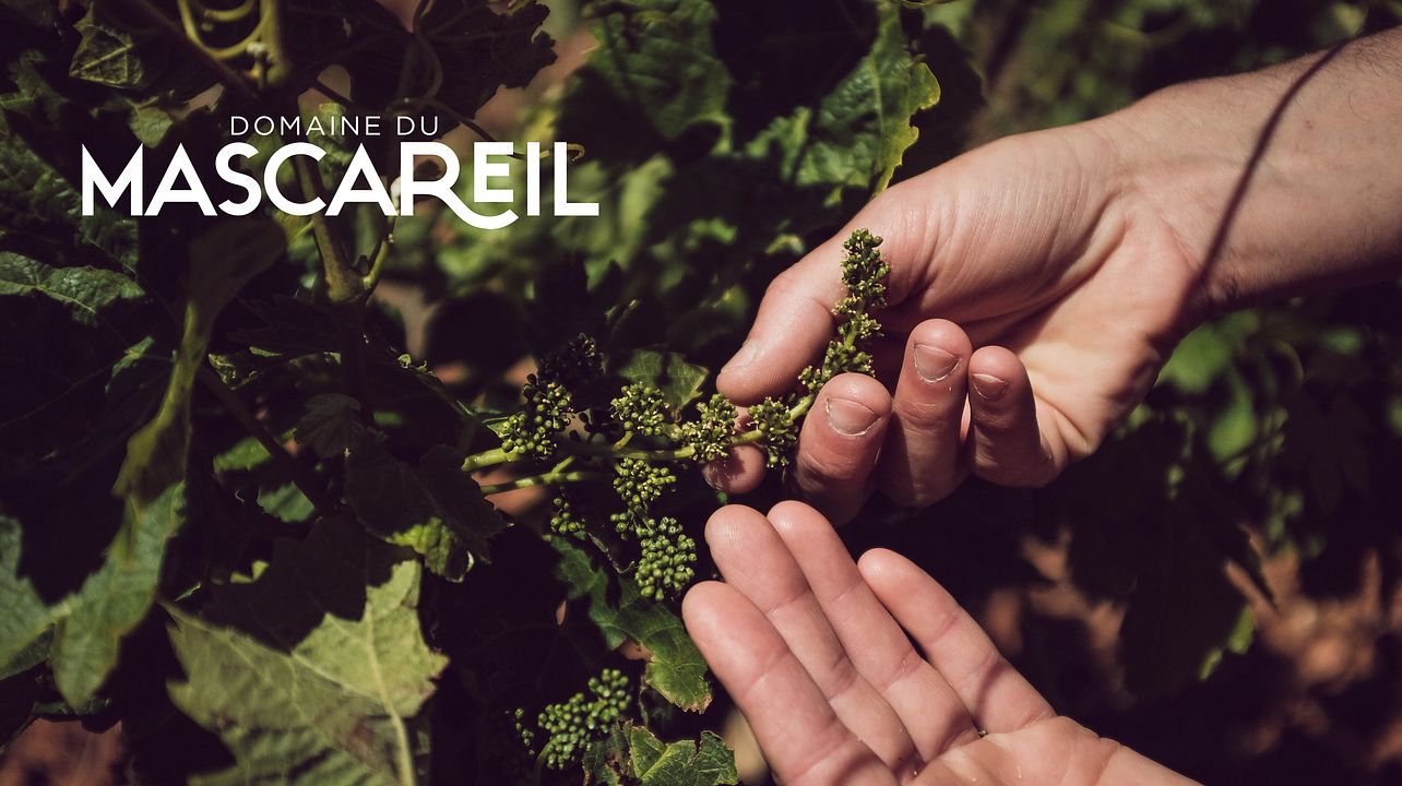 Domaine du Mascareil