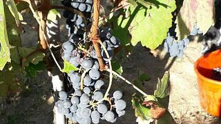 Azienda Vitivinicola Gaggino Di Urscheler Roberto