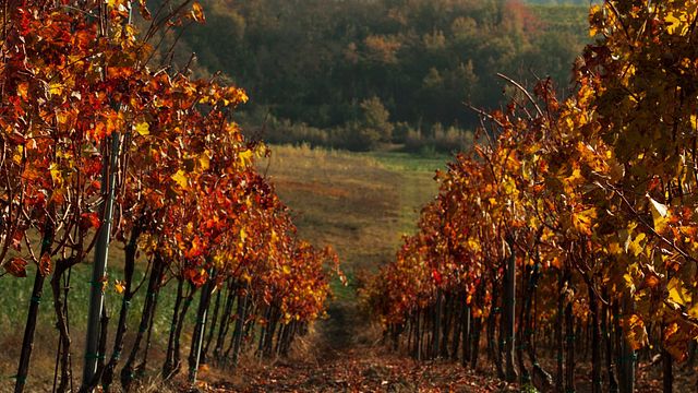 Weinprobe mit lokalen Vorspeisen und Führung im Weingut Degrassi