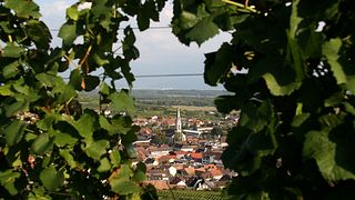 Weinprobe und Führung im Ökologischen Weingut Hubert Ly