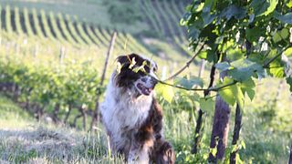 Degustação de vinhos no Weingut Nikolaus Köwerich