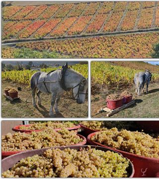 Wine Tasting Experience at Domaine Joncy