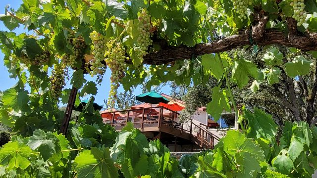 Woodenhead Winery