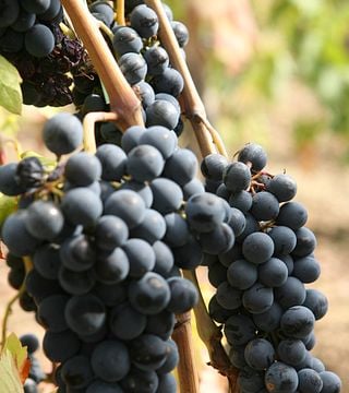 Colacino Wines