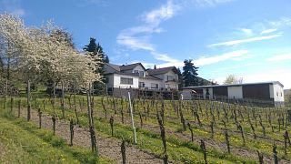 Visita a la bodega y cata de vinos en Rainer Faber