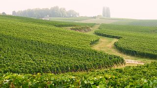 Entdecken Sie Genfs Weinkultur bei einer 5-Wein-Verkostung