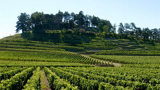 Vinprovning och rundtur på Château de Pressac