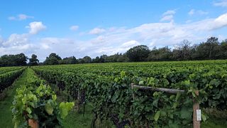 Visita guidata ai vigneti e degustazione di vini