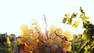 Tuscan Vineyard Tour & Wine Tasting at I Pilastri