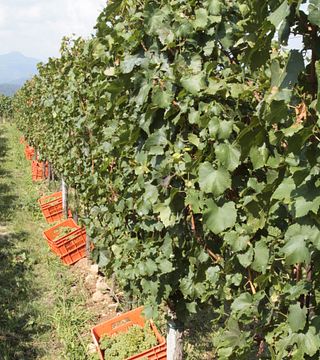 Visita al museo y cata de vinos en Ricci Curbastro
