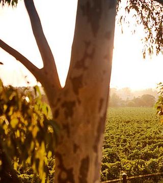 Greenstone Vineyards