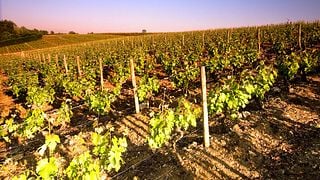 Dégustation de vins et visite exclusive au Domaine Bredif