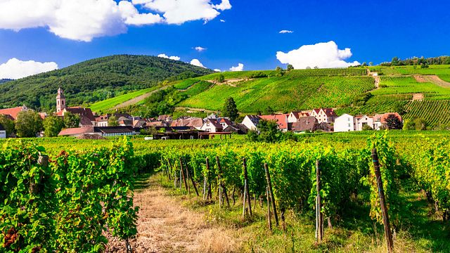 Tour di mezza giornata alla scoperta dei vini dell'Alsazia da Strasburgo