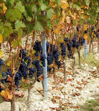 Azienda Agricola Pasquale Pelissero