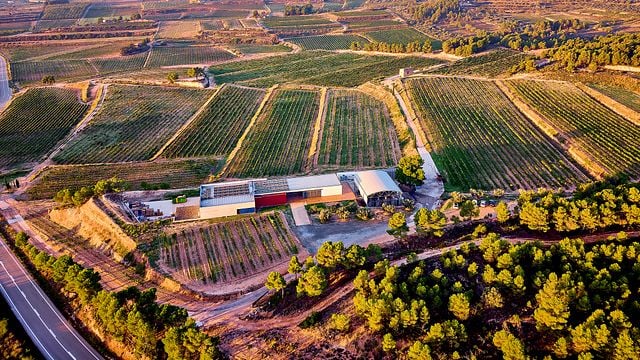 Degustação de vinhos e piquenique gastronômico nos vinhedos – Experiência Edetària