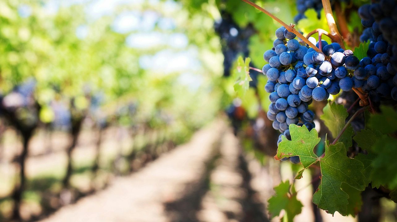 Escapada romántica al vino de Rheingau