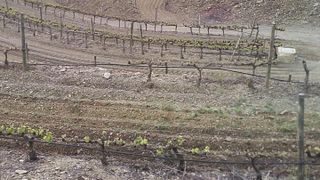 Degustazione di vini e tour a Terres De Vidalba - Doq Priorat