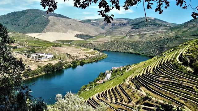 Premium privat Douro Valley Tour: Besök 3 vingårdar med vinprovningar och lunch
