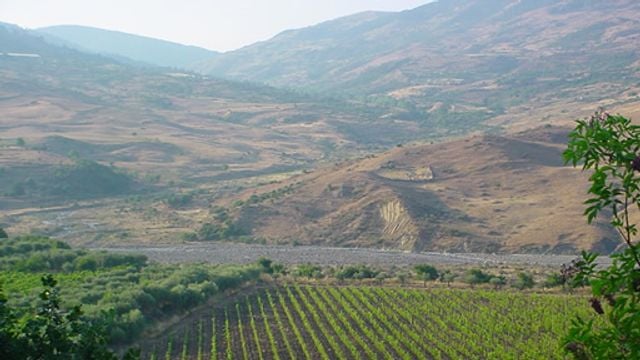 Cantine Patria: A Legacy of Sicilian Winemaking