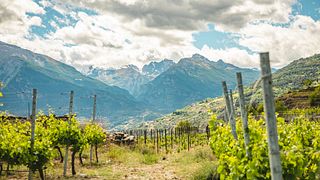 Degustación y visita guiada en La Source