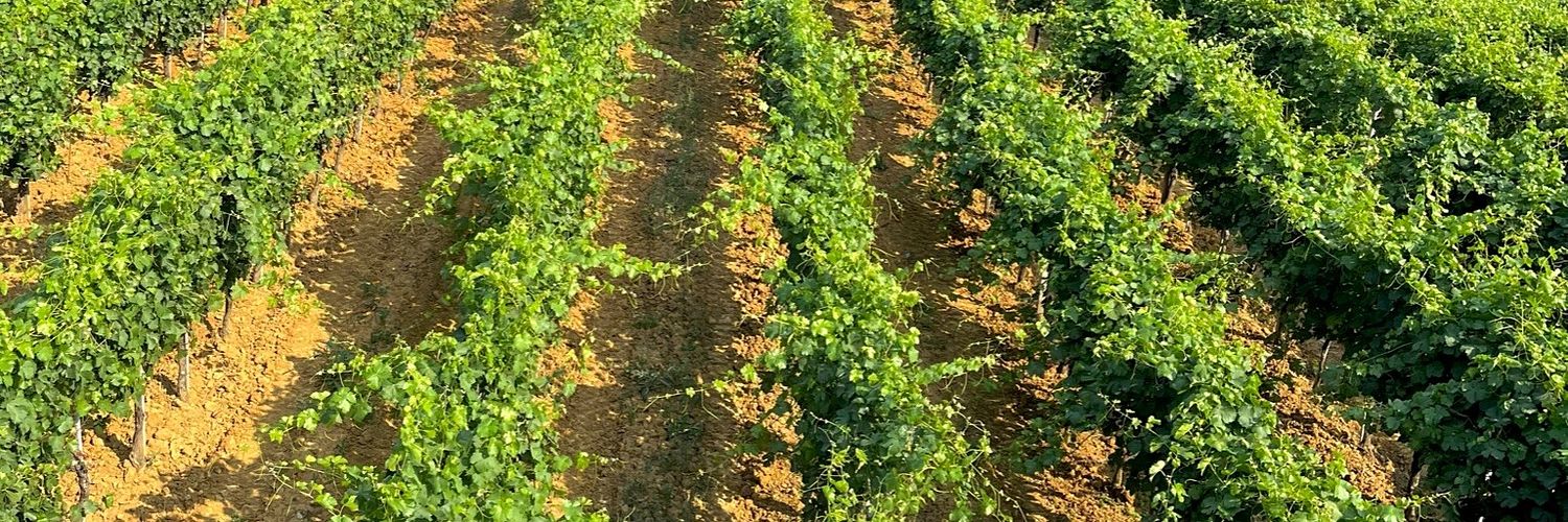 Vigneti Ok