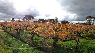 Verkostung seltener Weine bei Chaffey Bros. Wine Co.