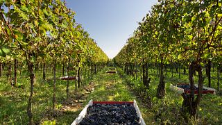 Veneto Grand Cru: Hemingway Wine & Gourmet Journey