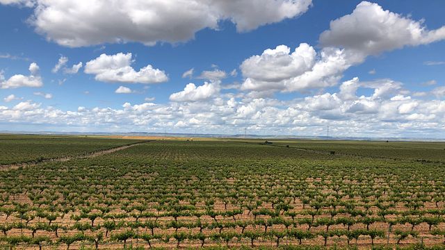 Rueda White Wine Tour with Michelin-Star Lunch from Madrid