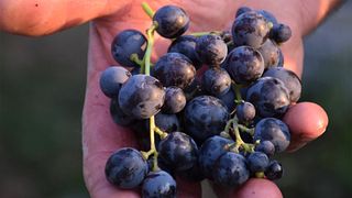 Discover Veneto Valpolicella Gems at Le Guaite di Noemi