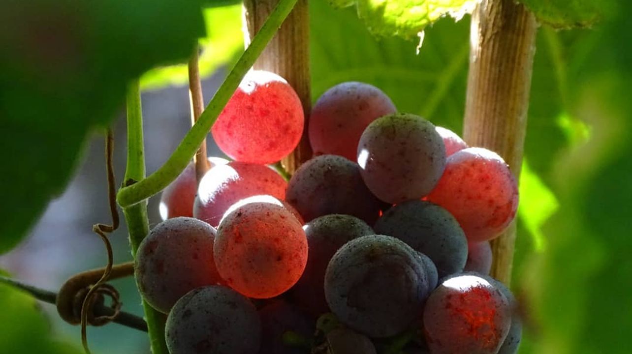 Peloponnese Moschofilero Vertical Tasting Journey