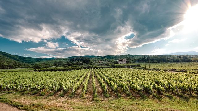Degustazione del terroir