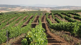 Experimente a emoção do cassino de vinhos na vinícola Gikas