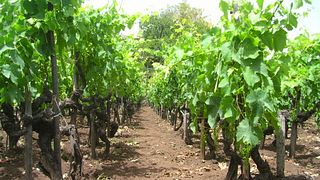Vinprovning av mina Etna-budbärare | Tenuta di Aglaea; In i djupa rötter av viner