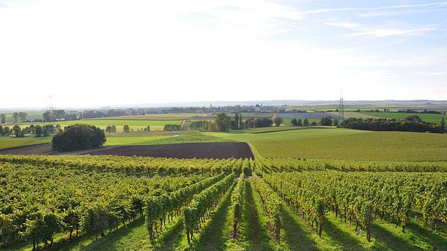Weinprobe und Führung im Weingut Schmitt Bergtheim