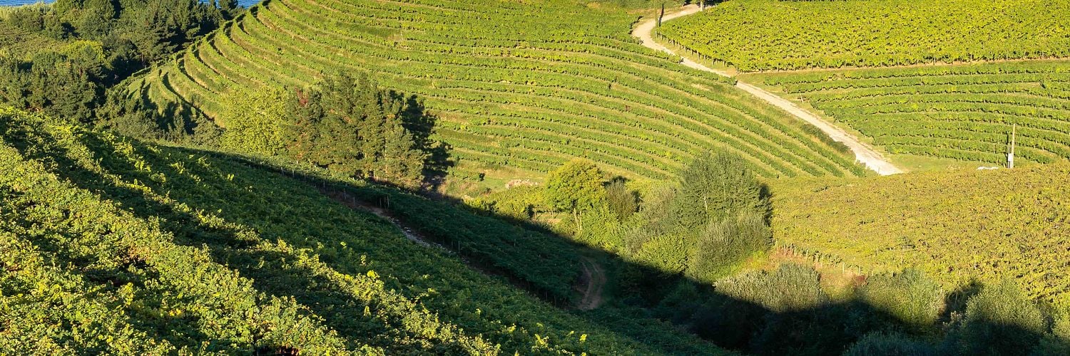 Basque country_Txakoli