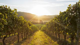 Castello Vicchiomaggio: A Tuscan Gem