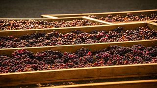 Welcome to the Winery | Marenco Azienda Agricola