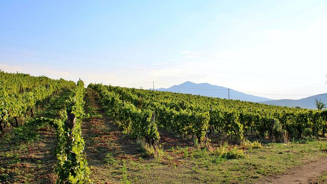 Vigne Mastrodomenico