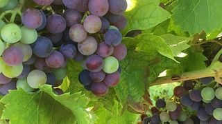 Bordeaux Barrel & Wine Journey at Château Les Chaumes