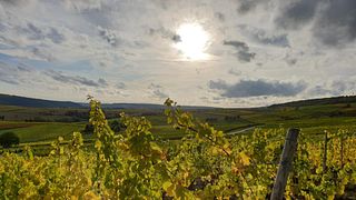 Dégustation de vins et visite au Weingut Hof Breitenstein