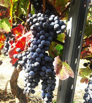Michele Laluce Winery