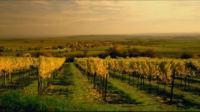 Vinprovning och rundtur på Weingut Bannert