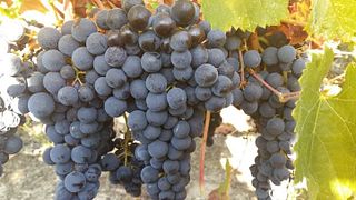 Degustação de vinhos e tour no Château Vieux Robin