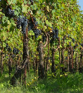 Tour HemingWine Grand Cru Gourmet presso la Cantina De Stefani