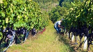 Cata de vinos y visita guiada en Vaeni Naoussa