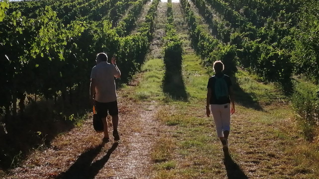 Wine, walk & culture day!