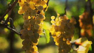 Ponterotto Winery
